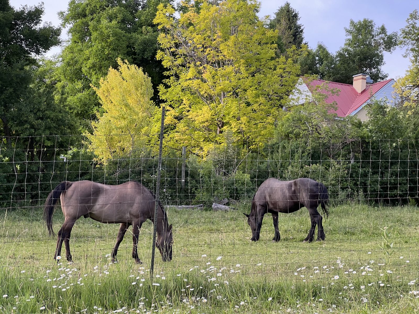 Pasture for rent in North Logan