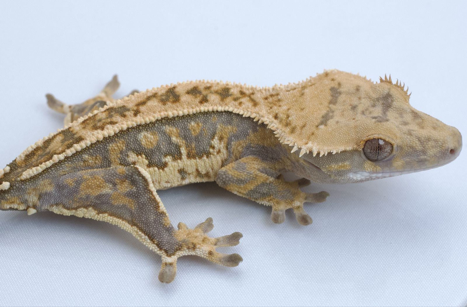 Young Crested Gecko