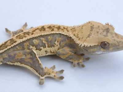 Young Crested Gecko