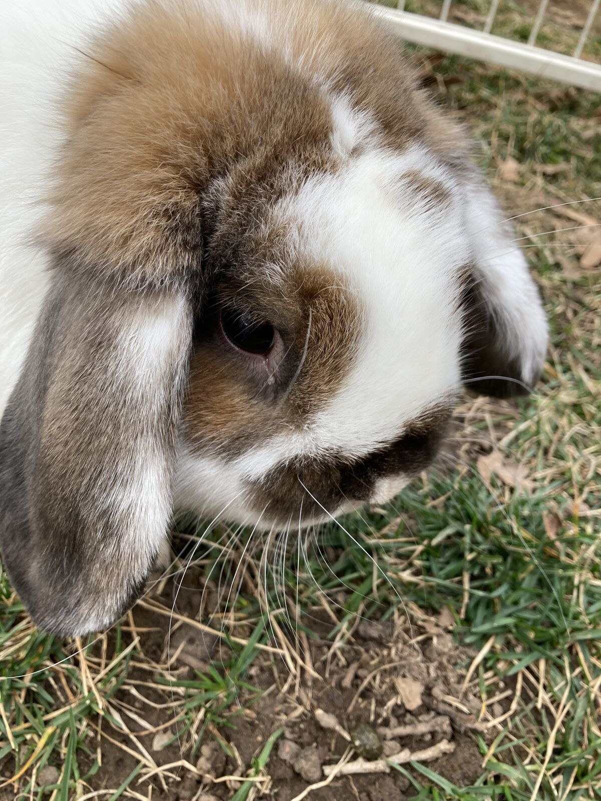 Cute male holland lop