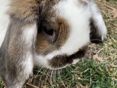 Cute male holland lop