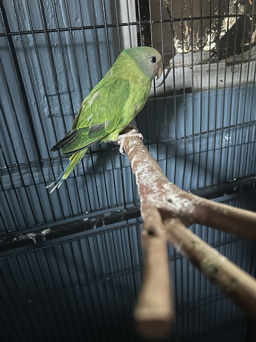 Two of these three month old Indian ringneck one plum head 