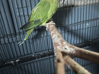 Two of these three month old Indian ringneck one plum head