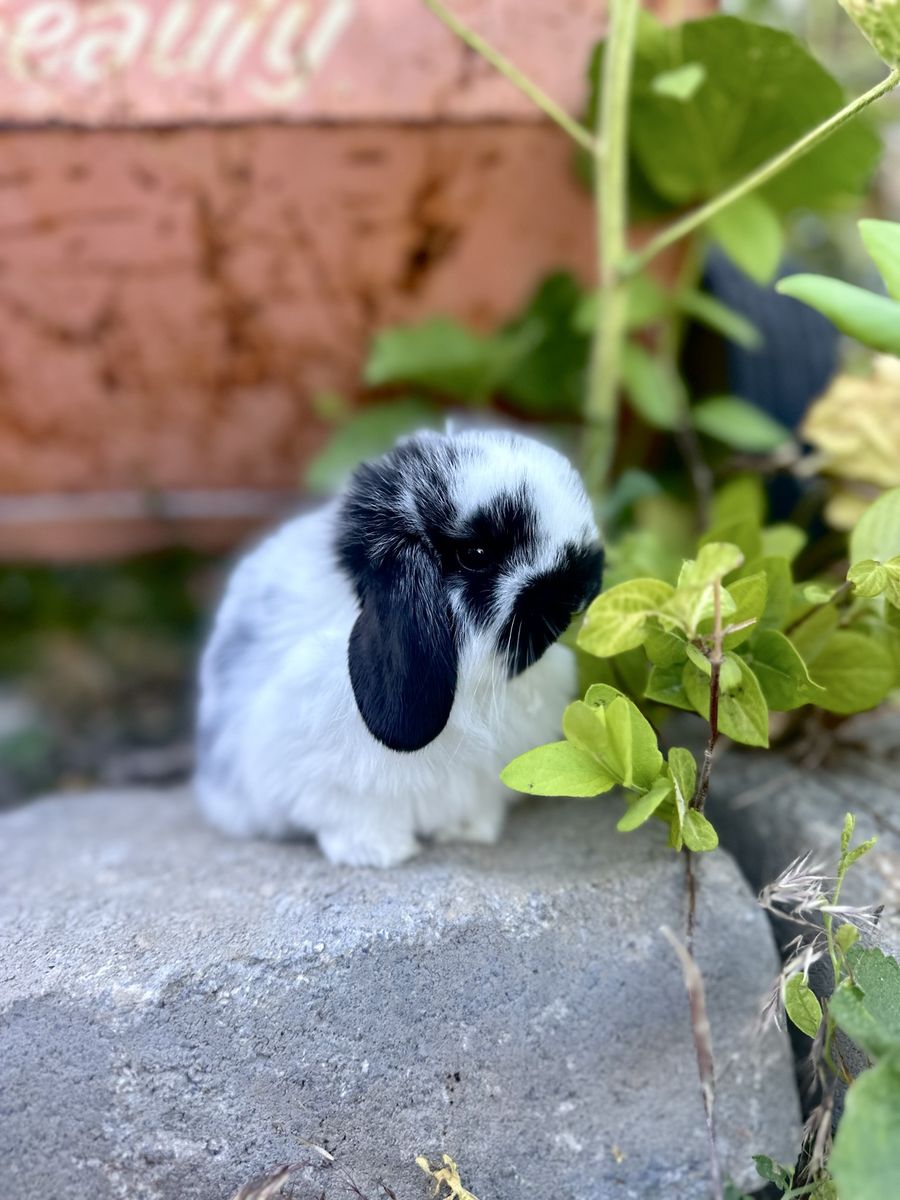 Beautiful Holland Lop Bunnies