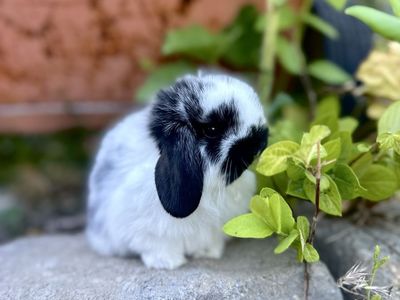 Beautiful Holland Lop Bunnies