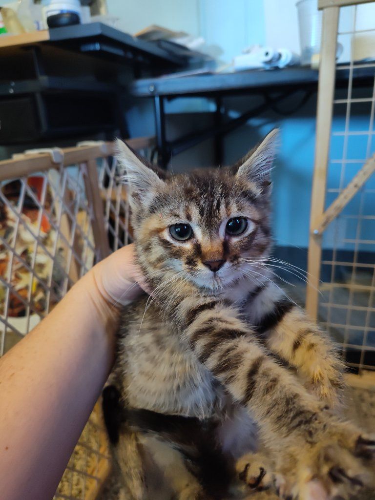 sweet n' spicy kitten