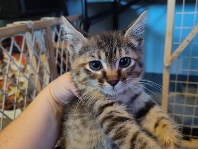 sweet n' spicy kitten
