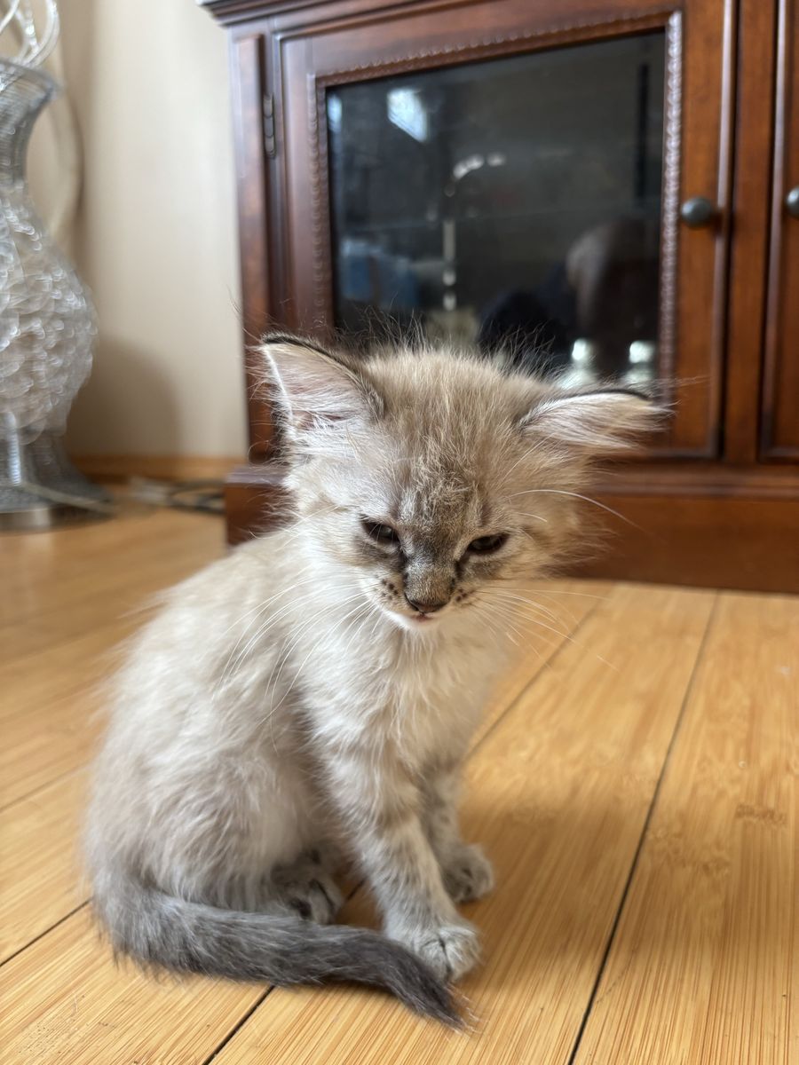 Kittens