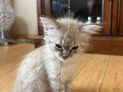 Kittens