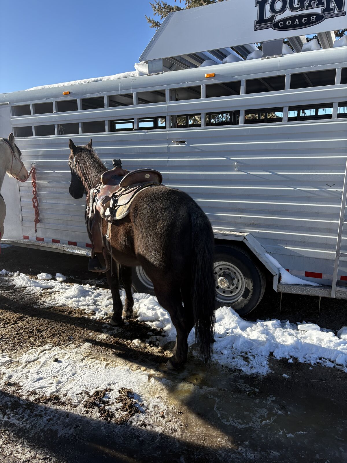 Heel/All Around Horse