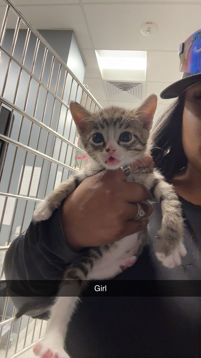 6 week Kittens TWO FEMALES LEFT