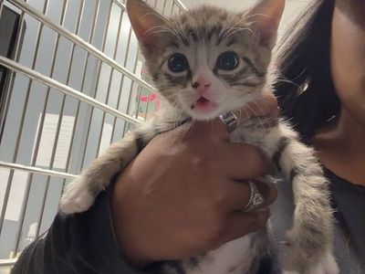6 week Kittens TWO FEMALES LEFT