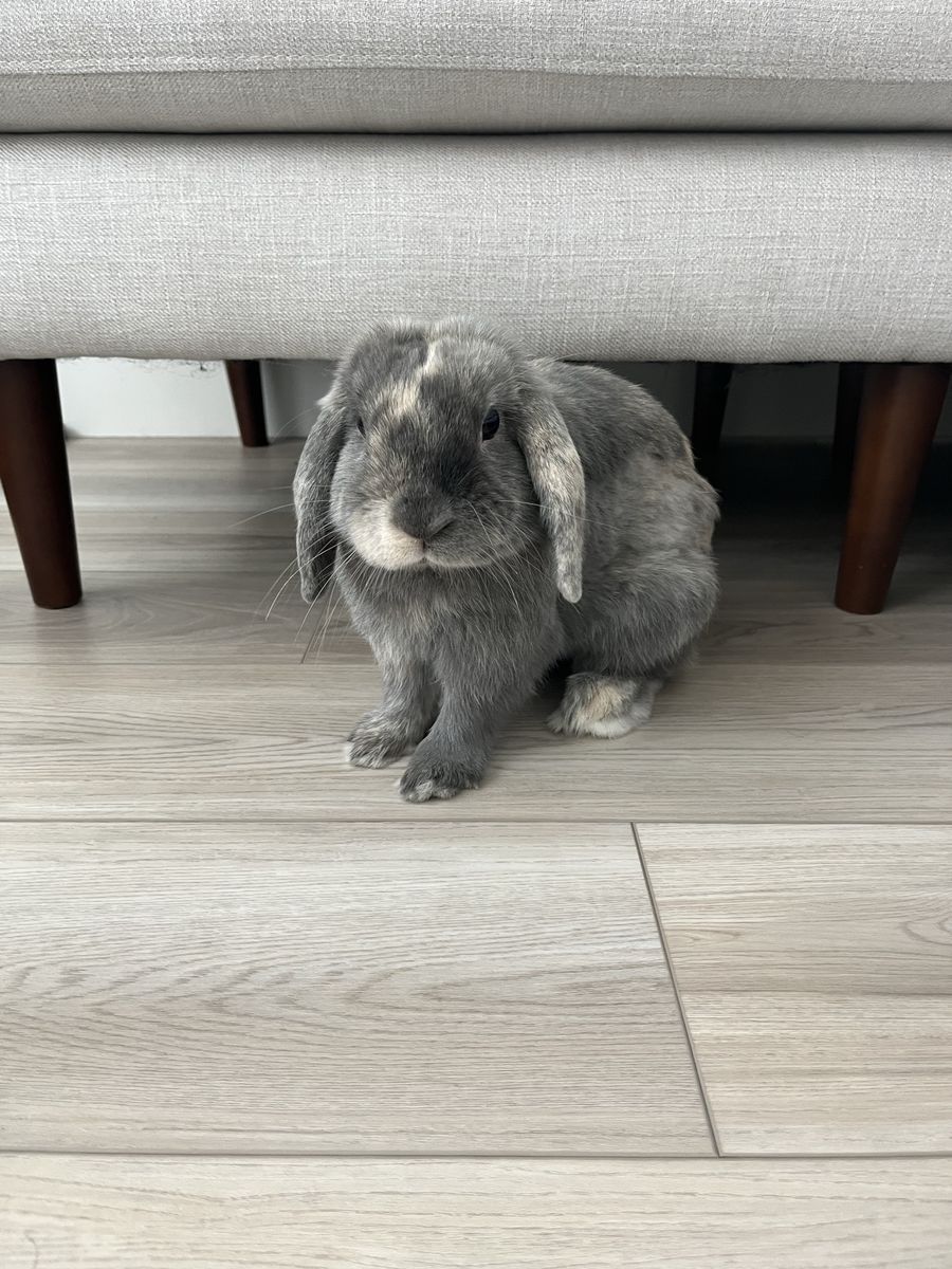 Two Holland Lop Bunnies - Pedigreed Doe & Buck