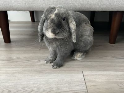 Two Holland Lop Bunnies - Pedigreed Doe & Buck