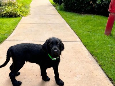 Last Black Doodle Boy – Ready for His Family