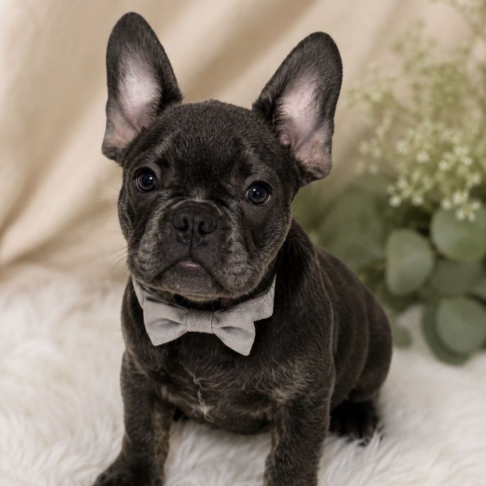 Blue Brindle Male Frenchie (ONE LEFT)