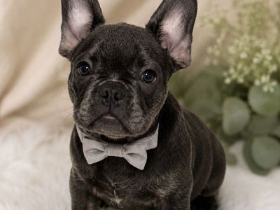 Blue Brindle Male Frenchie (ONE LEFT)