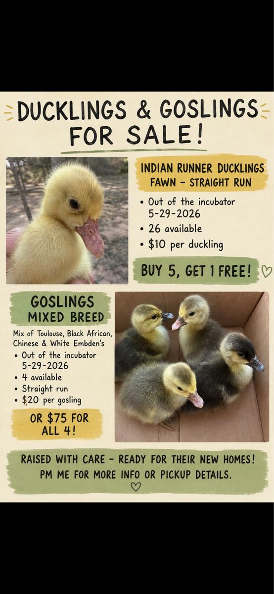 Ducklings and Goslings