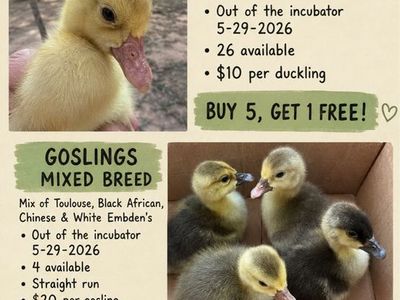 Ducklings and Goslings