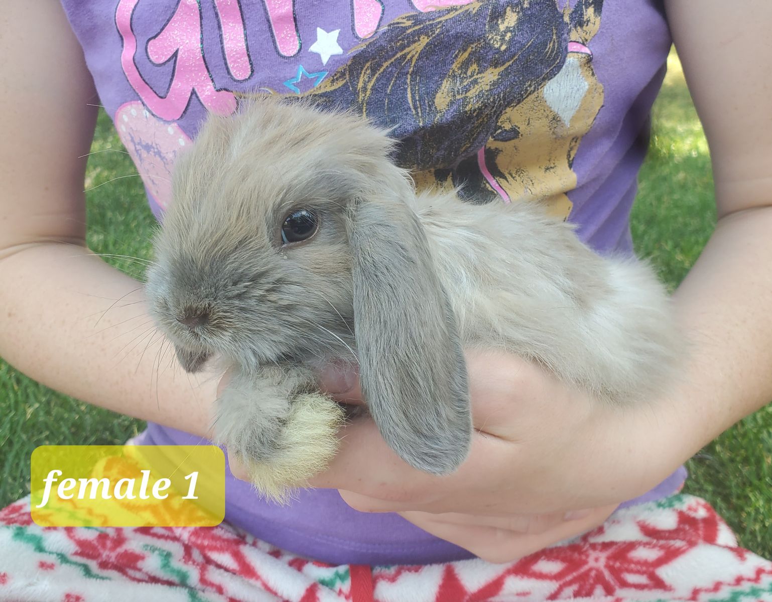 Holland Lop bunnies