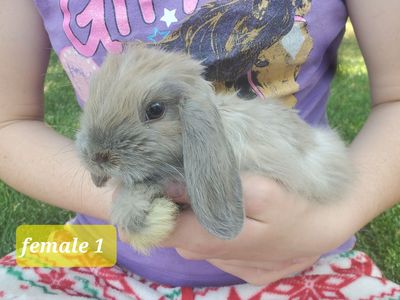 Holland Lop bunnies