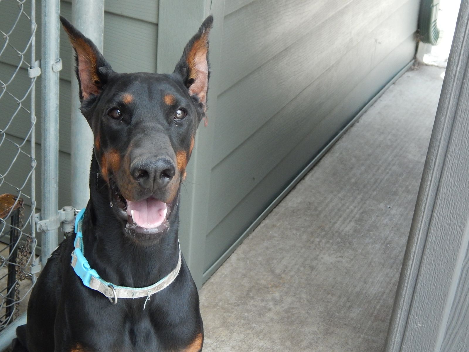"DOBERMAN" ~~   BEAUTIFUL Female, AKC Registered Black & Tan Dobie~  needs a good forever home & lots of love!!