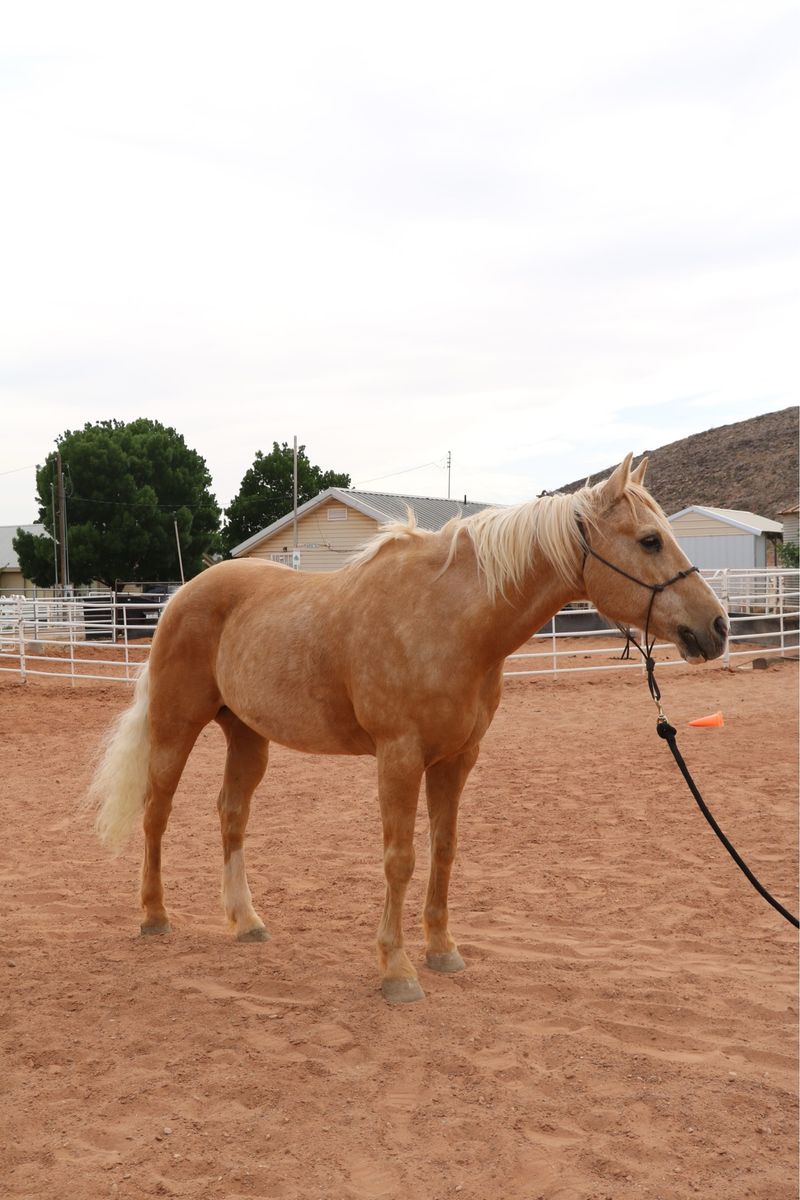 Kid Broke 18 year old Quarter Horse Gelding