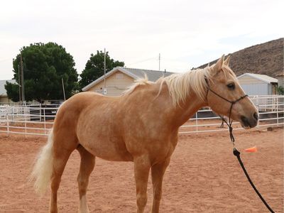 Kid Broke 18 year old Quarter Horse Gelding