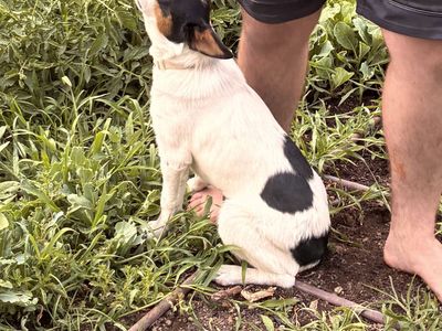 Female corgi puppy
