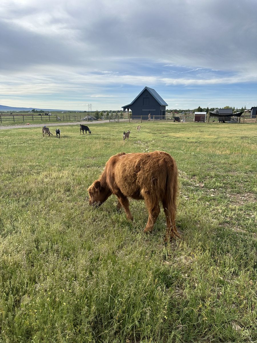Mini Highland Heifer