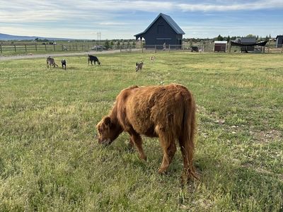 Mini Highland Heifer