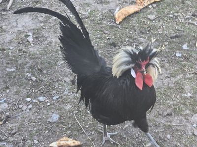 Polish Rooster-FREE