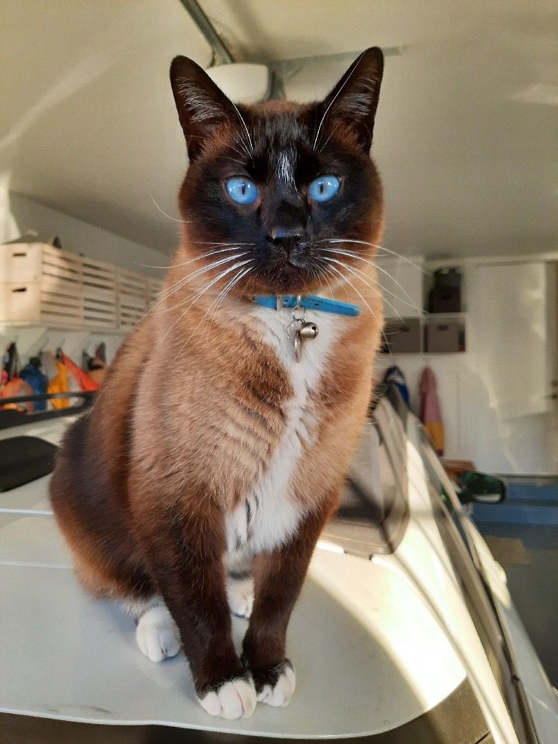 Gnocchi Siamese Cat