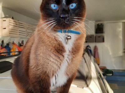 Gnocchi Siamese Cat