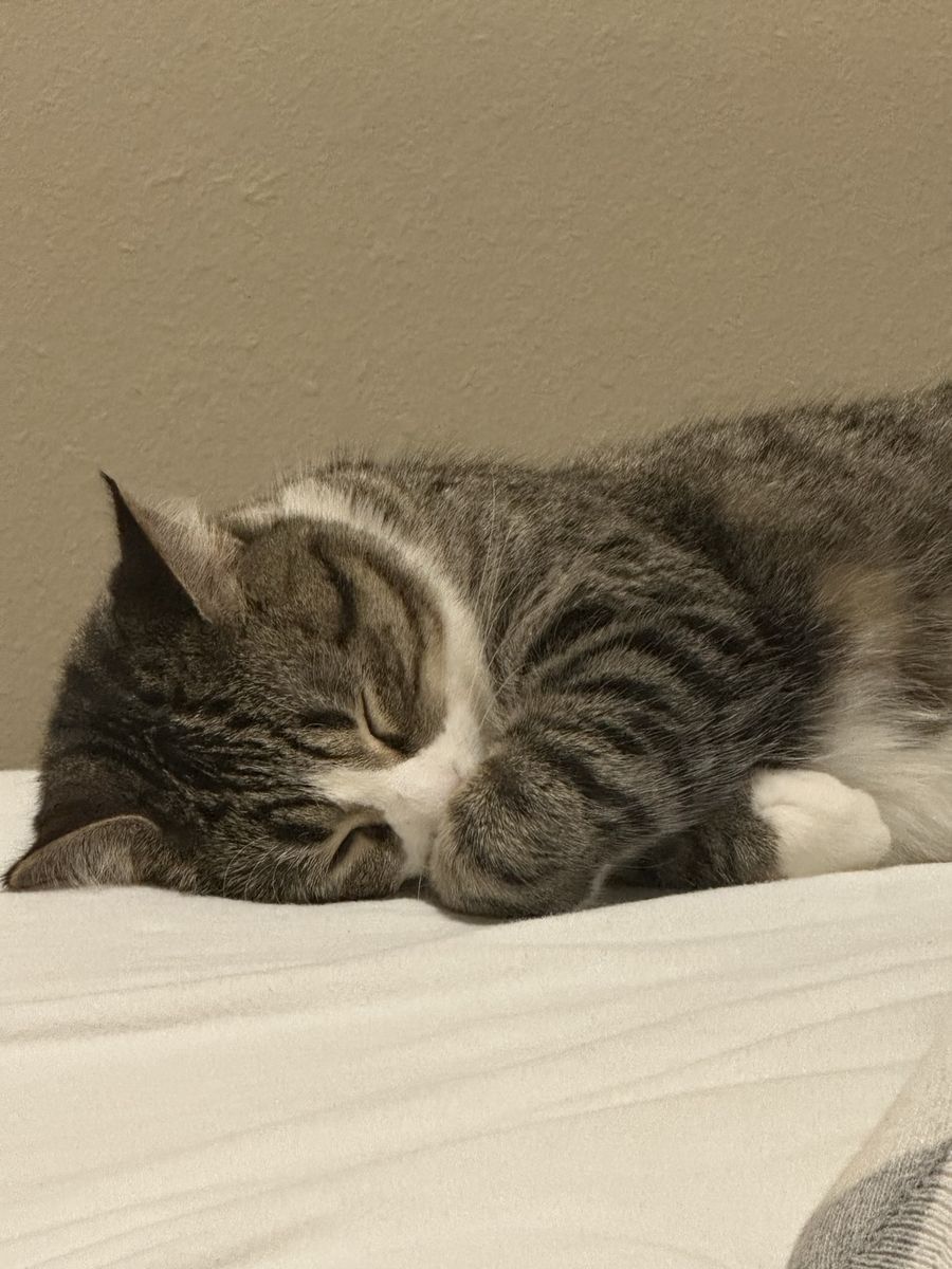 Free Cat