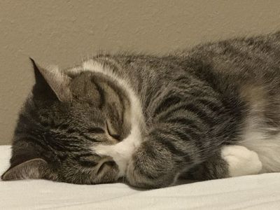 Free Cat