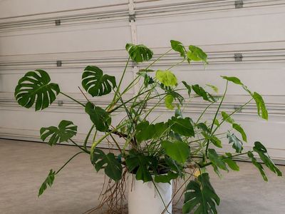 Large Monstera Deliciosa Potted Houseplant in White Planter