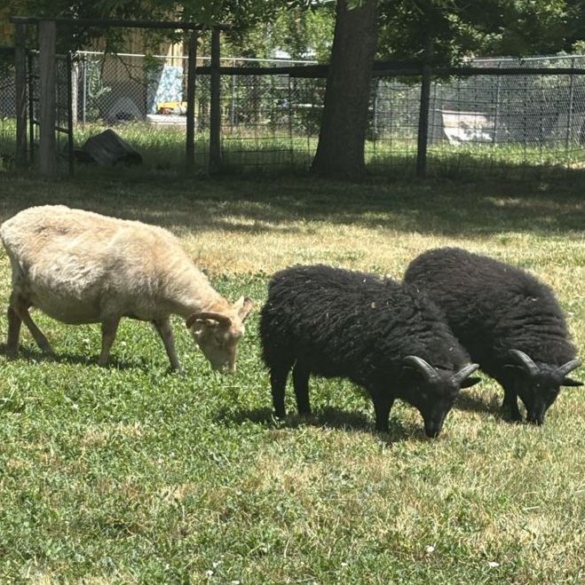 Icelandic Sheep