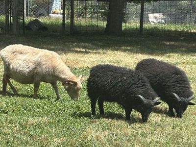 Icelandic Sheep