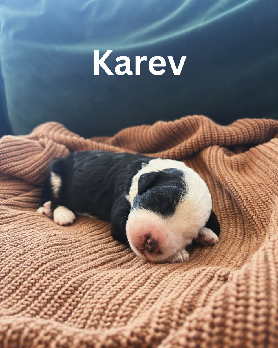 F1 Mini Sheepadoodle Puppies