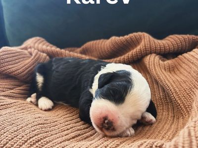F1 Mini Sheepadoodle Puppies