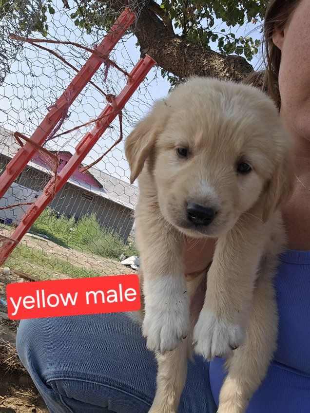 Golden retriever great Pyrenees anatolian shepherd mix