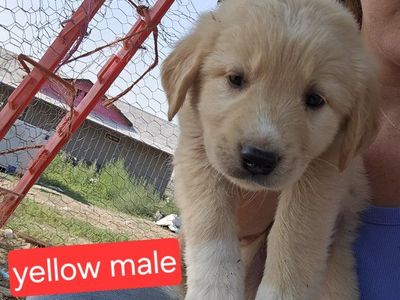 Golden retriever great Pyrenees anatolian shepherd mix