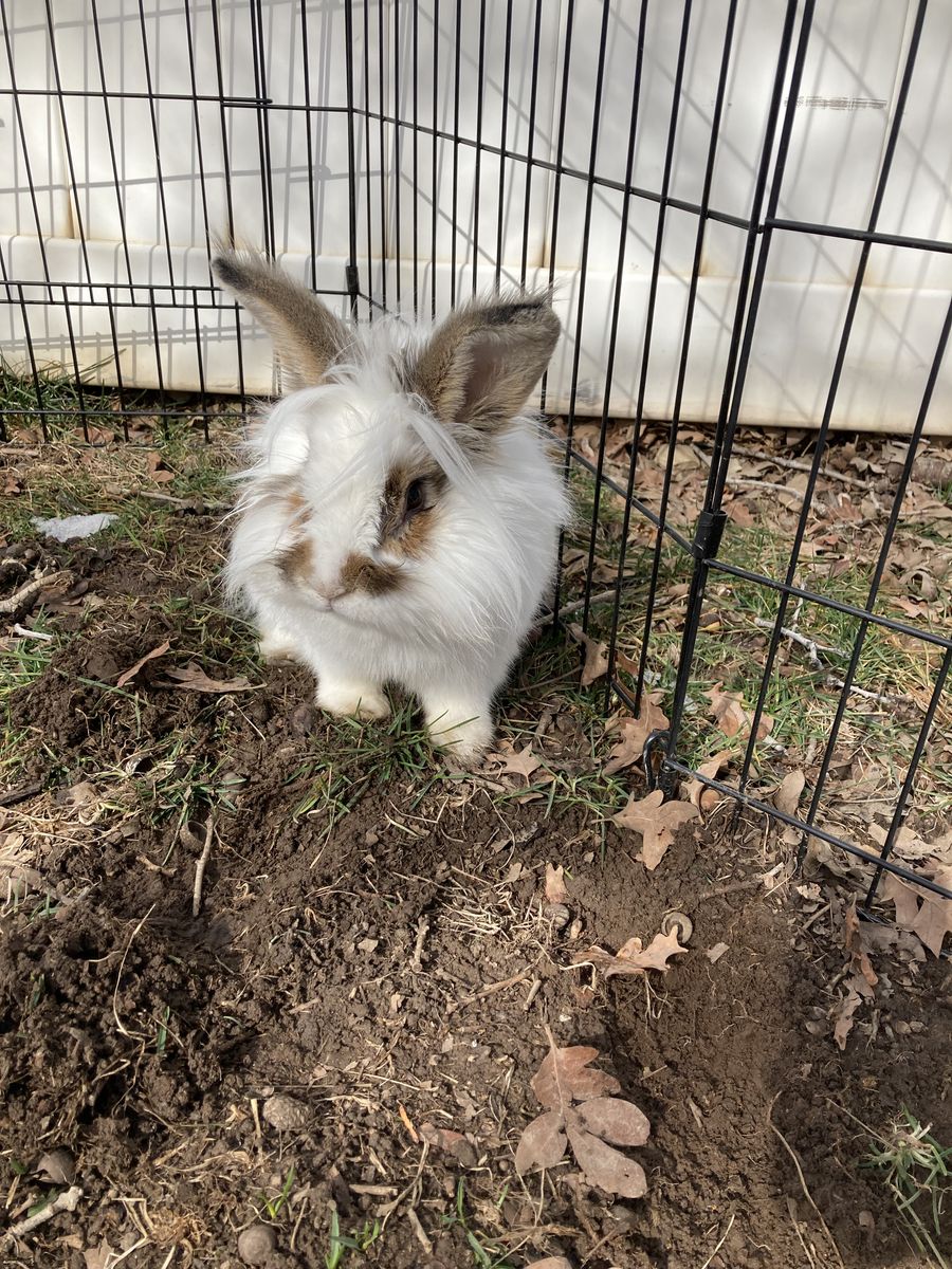 Cute male lionhead mix bunny