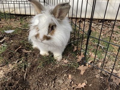 Cute male lionhead mix bunny