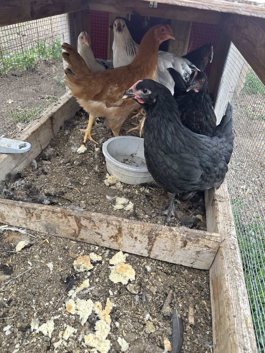 12 week old pullets
