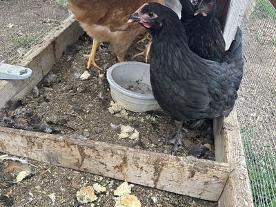 12 week old pullets