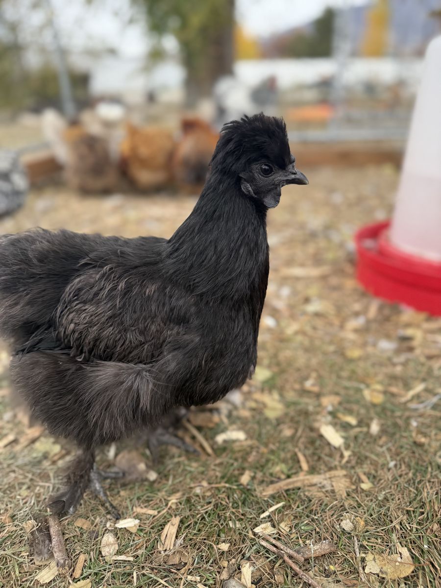 Black Silkie Hen
