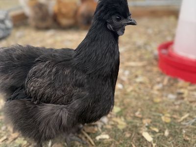 Black Silkie Hen