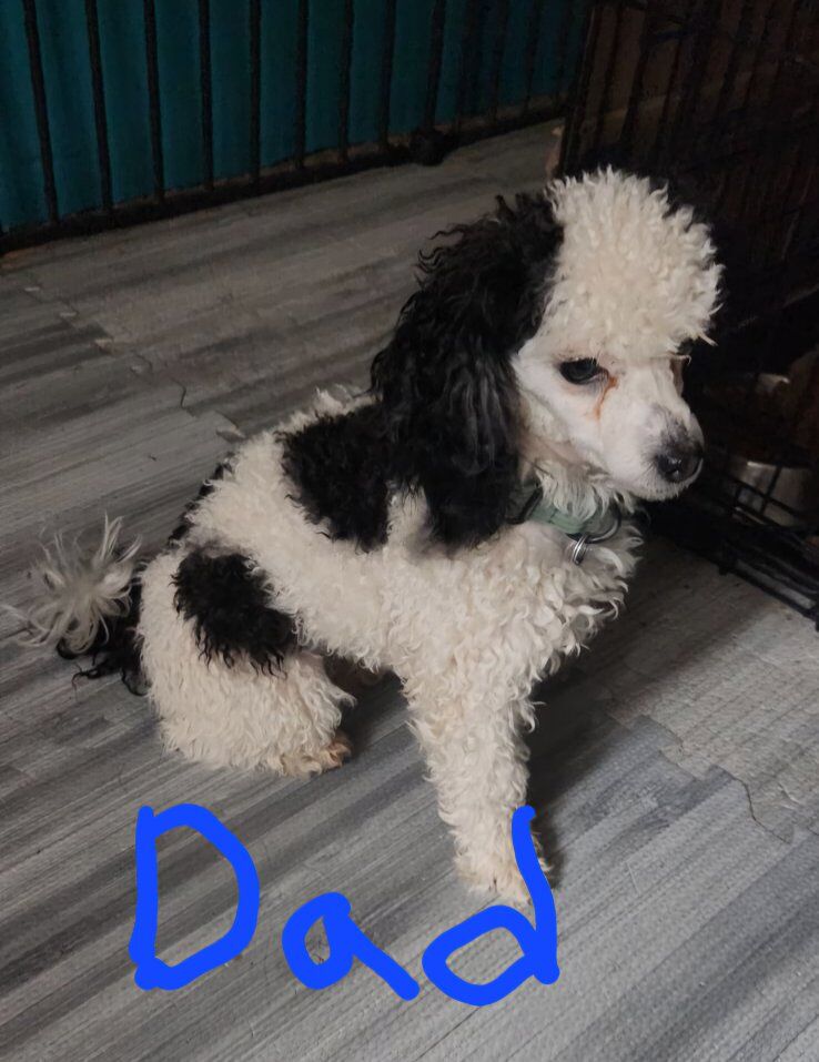 female Toy poodle puppy
